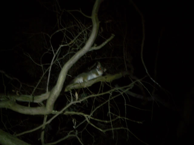 A local spotted during the night nav.