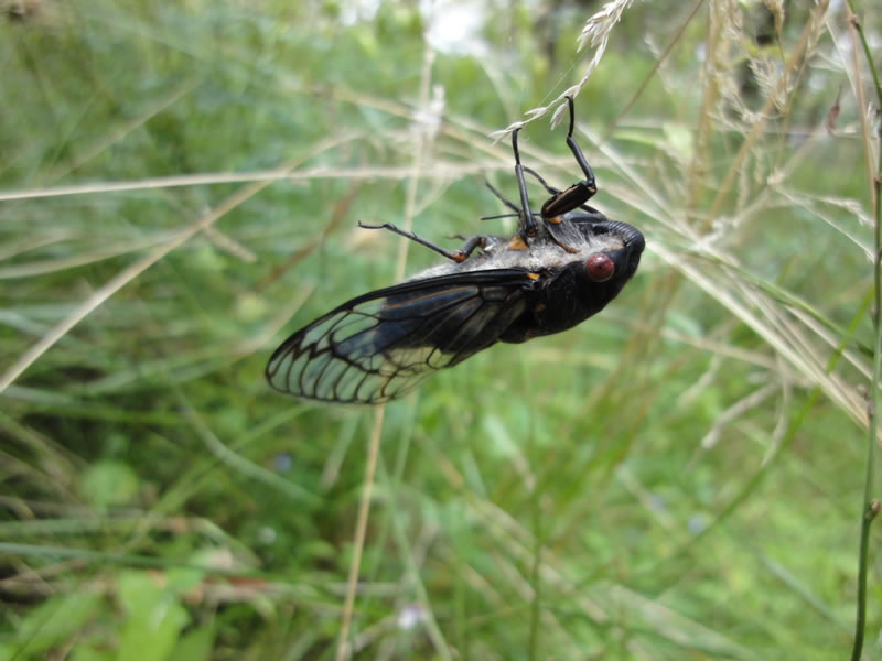 Local cicada-type thing.