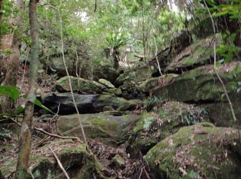 One of the delightful little, green, mossy, side creeks 