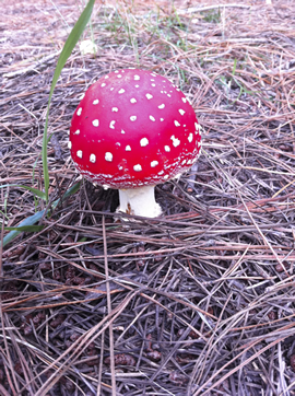 Magic mushroom