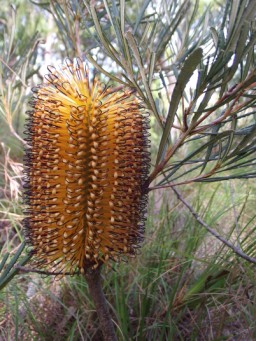 Black and Gold Banksia