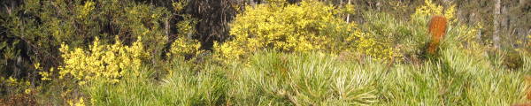 Banner - wattle blooming