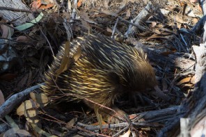 Echidna