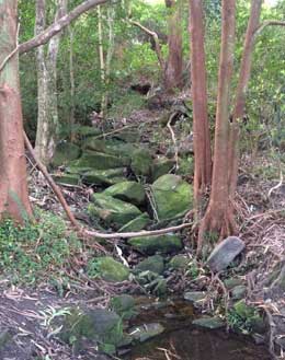 Creek in bush