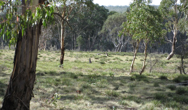 Roos in the bush