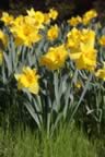 11-Daffodils.jpg (73kb)
