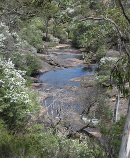 Creek in bush