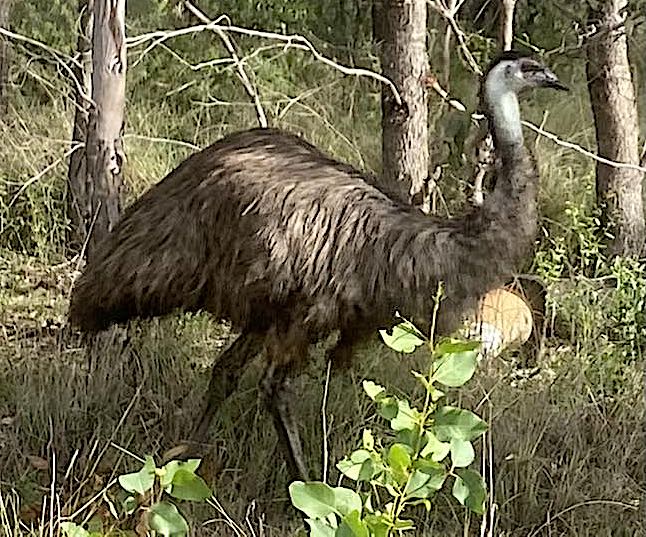 Jordan Springs Emu