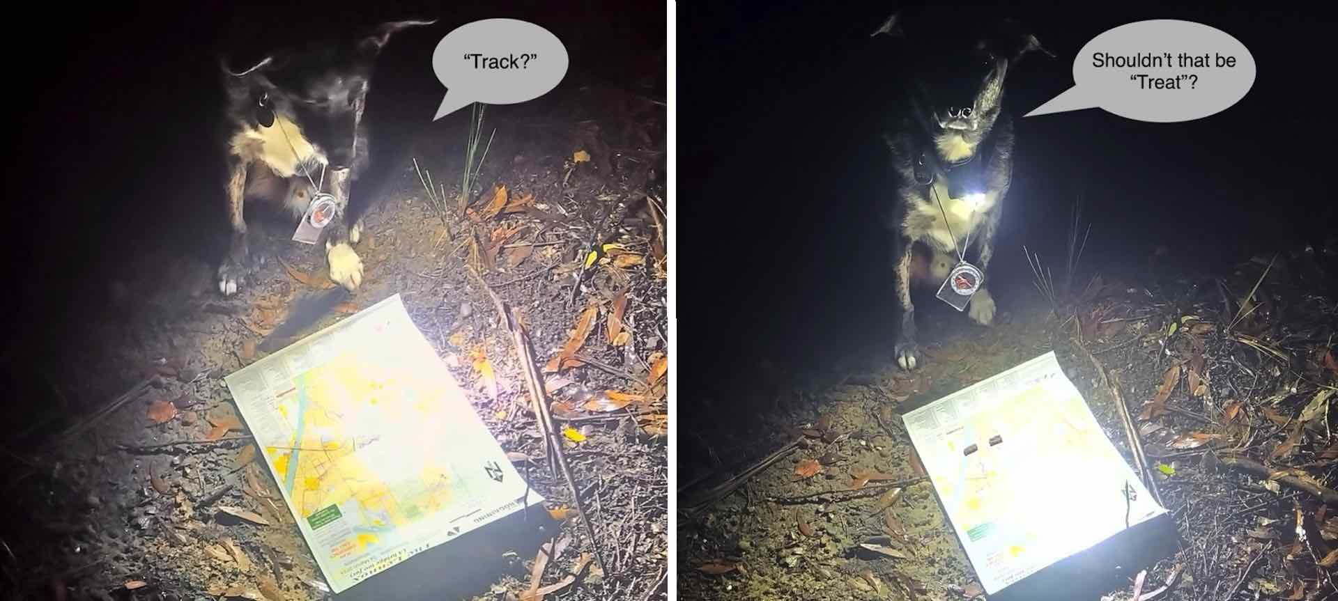 Bandit the expert night setter