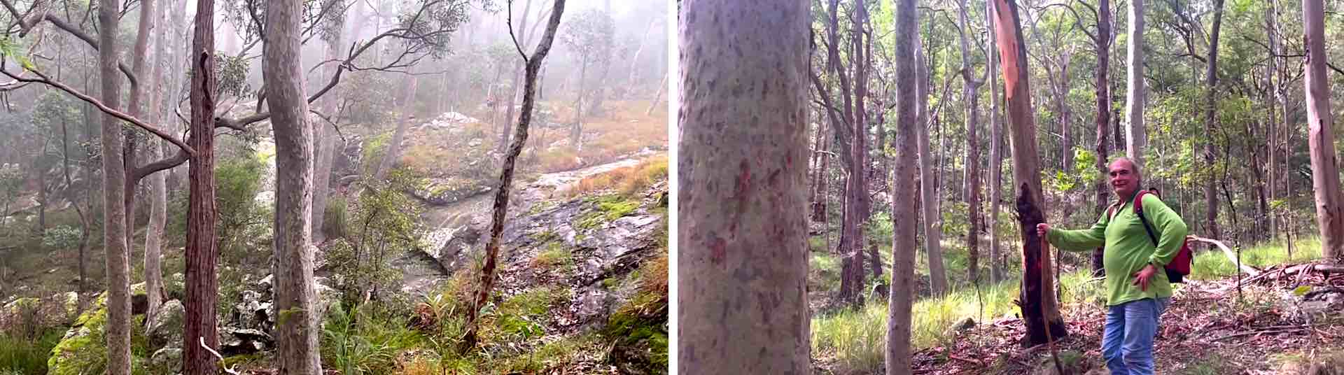 Mt Sugarloaf view