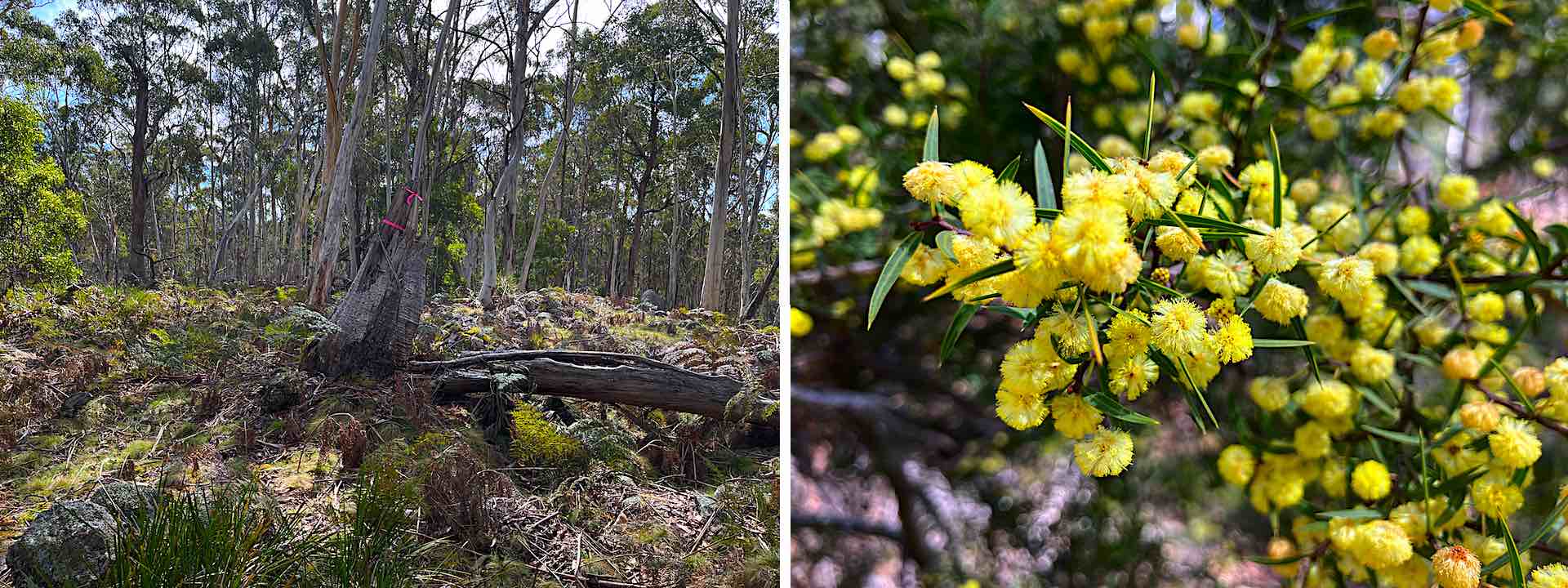Spring rogaine melange