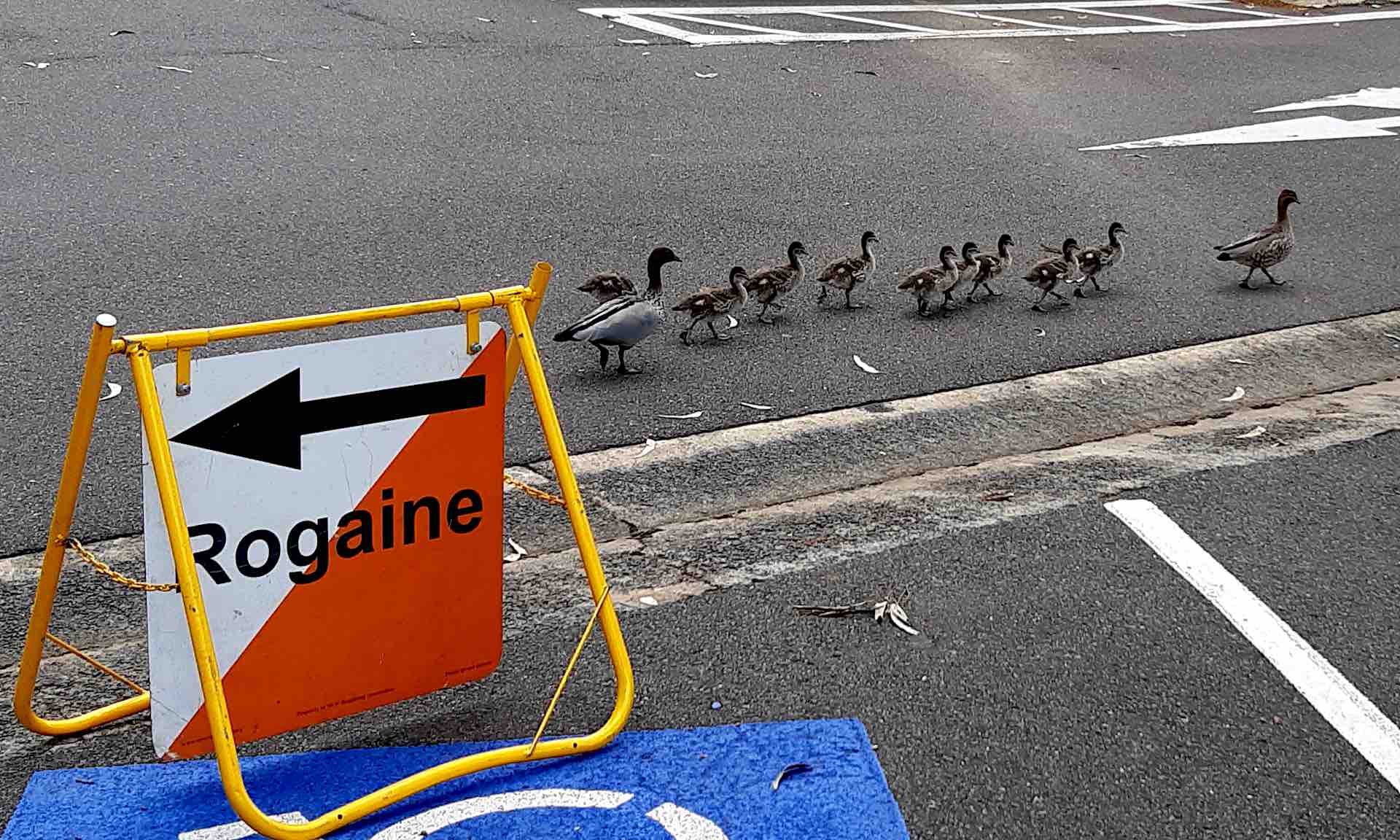 Ducks fleeing a rogaine