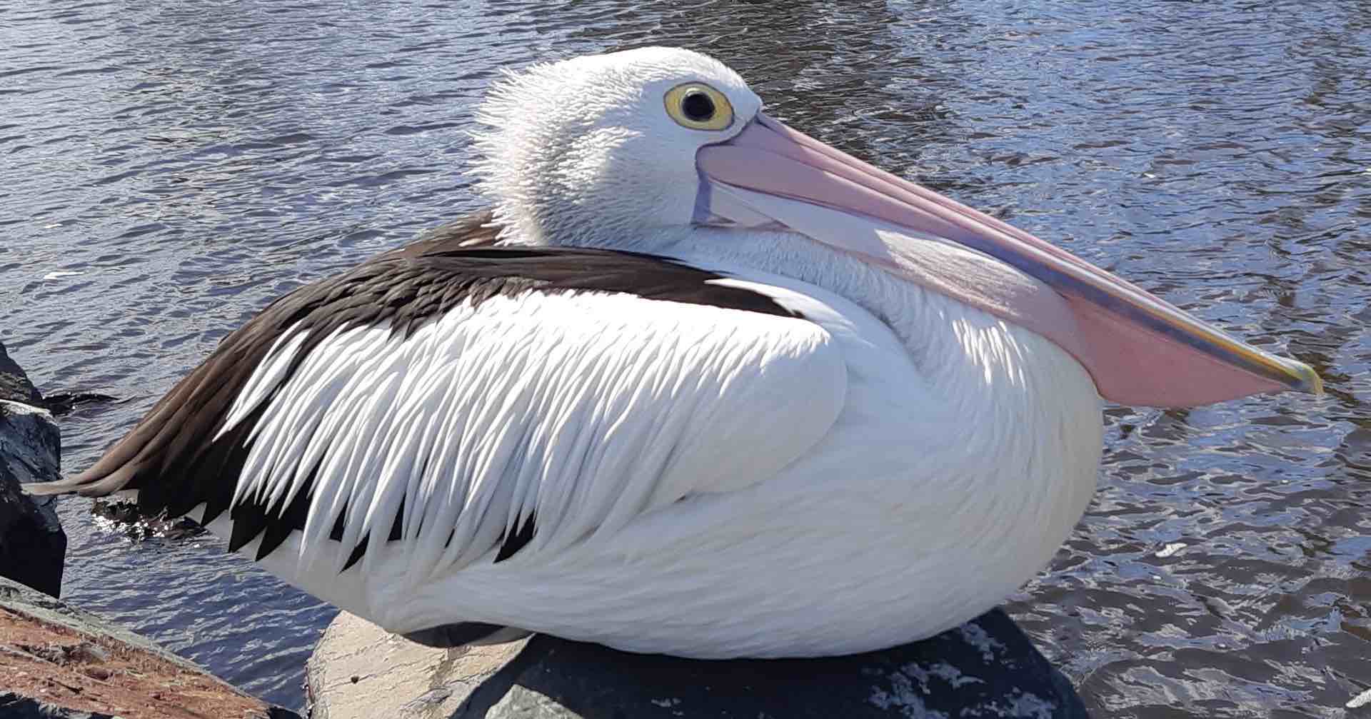Stupid looking pelican