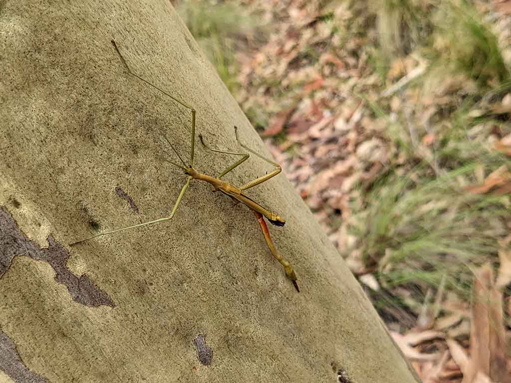 stick)insect