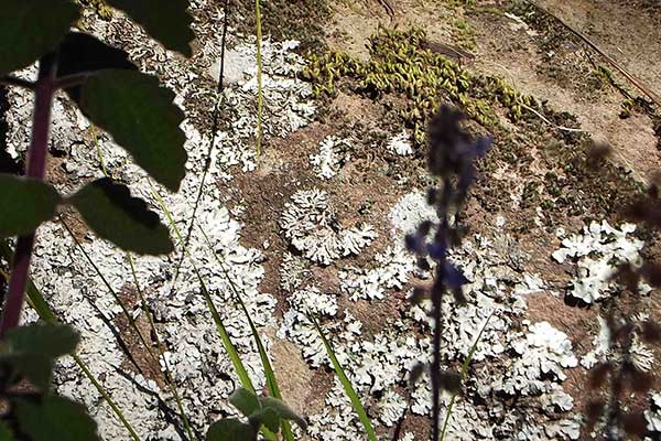 lichen1