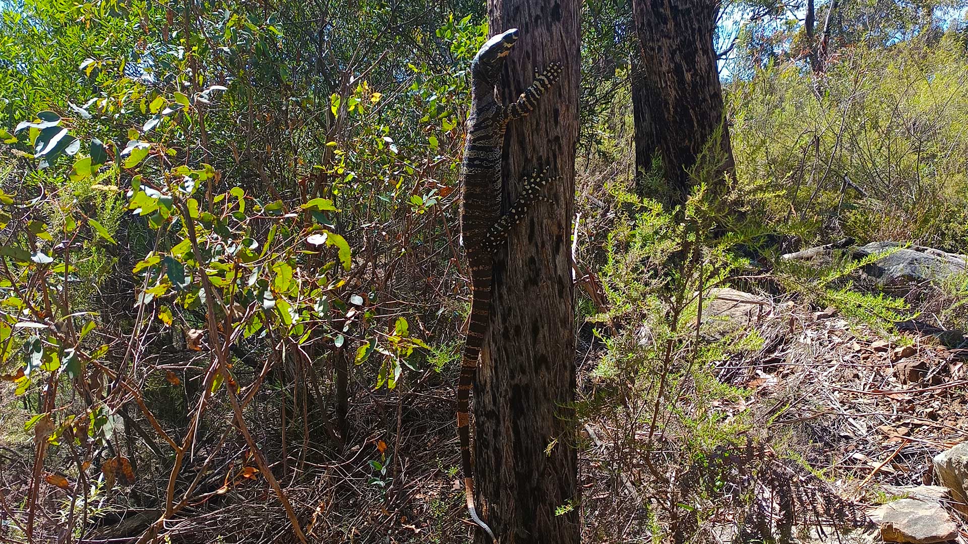 Painted-goanna