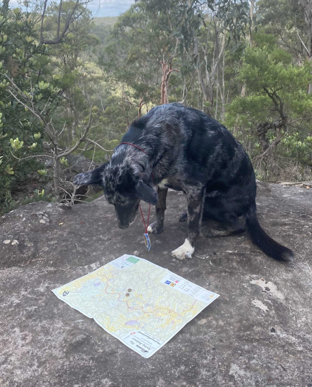 Bandit course setter and expert rogainer