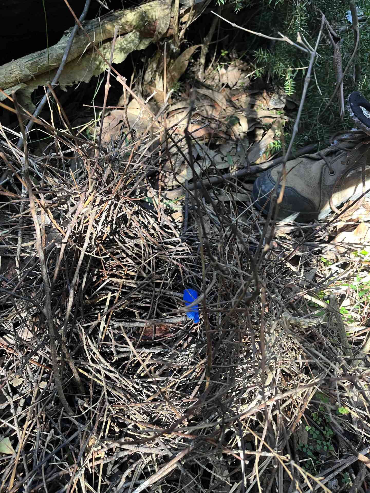 bowerbirdnest