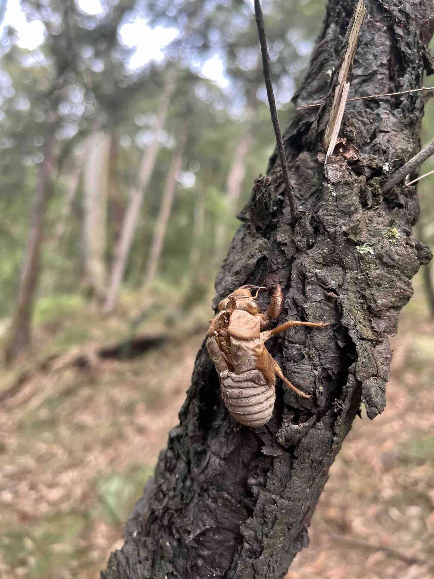 cicada2