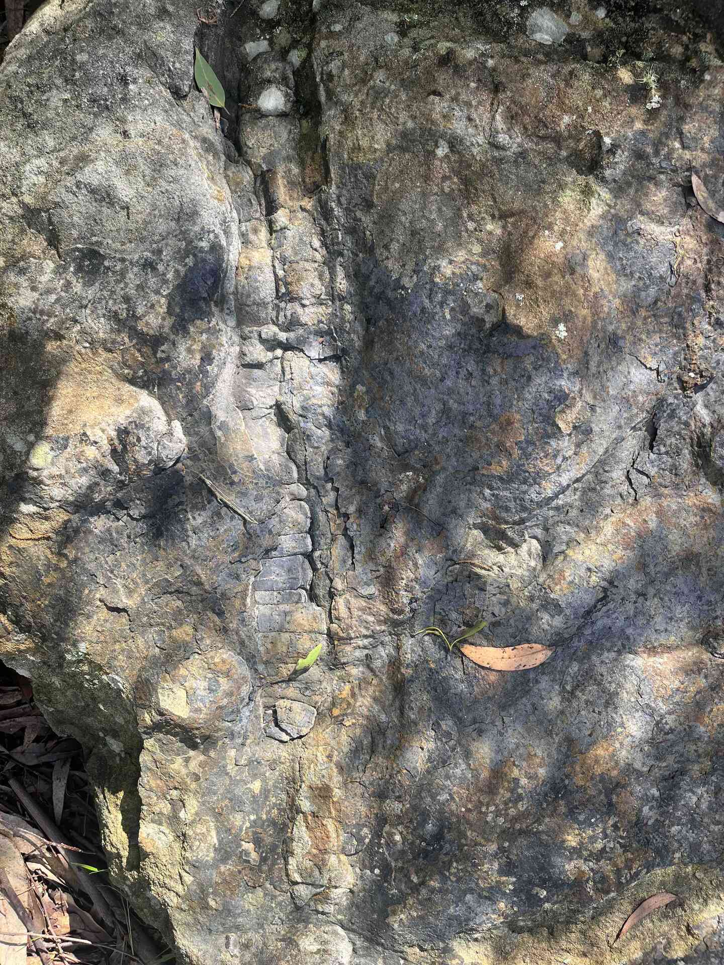 fossilrock1