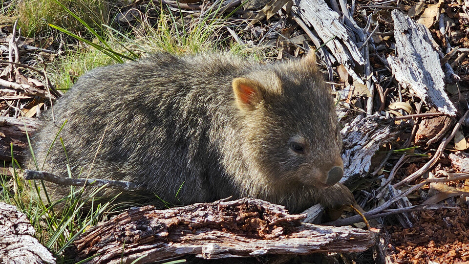 BabyWombat