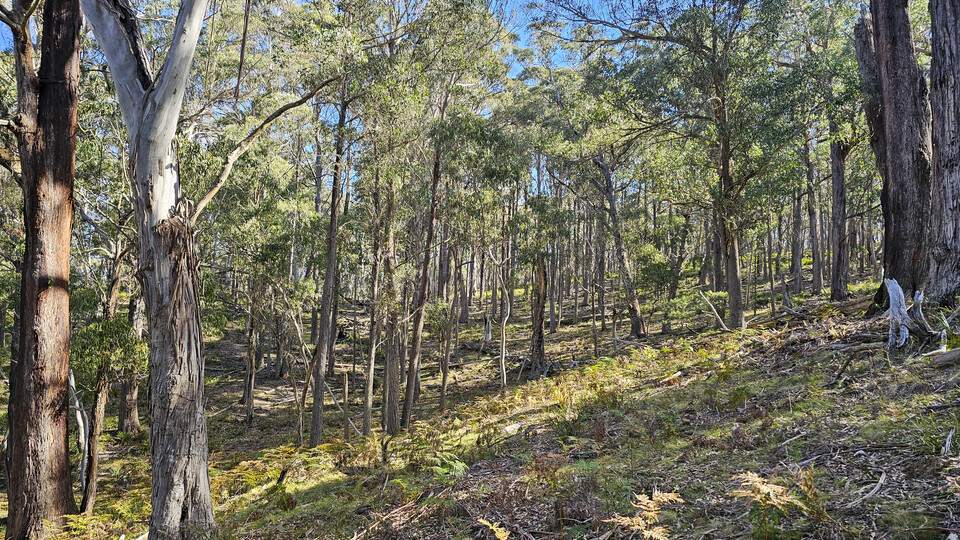 ForestSlopes