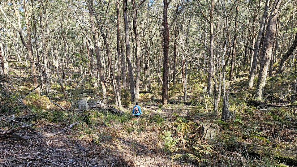 ForestedGully